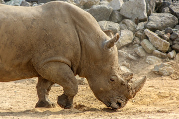 Rhino in the park