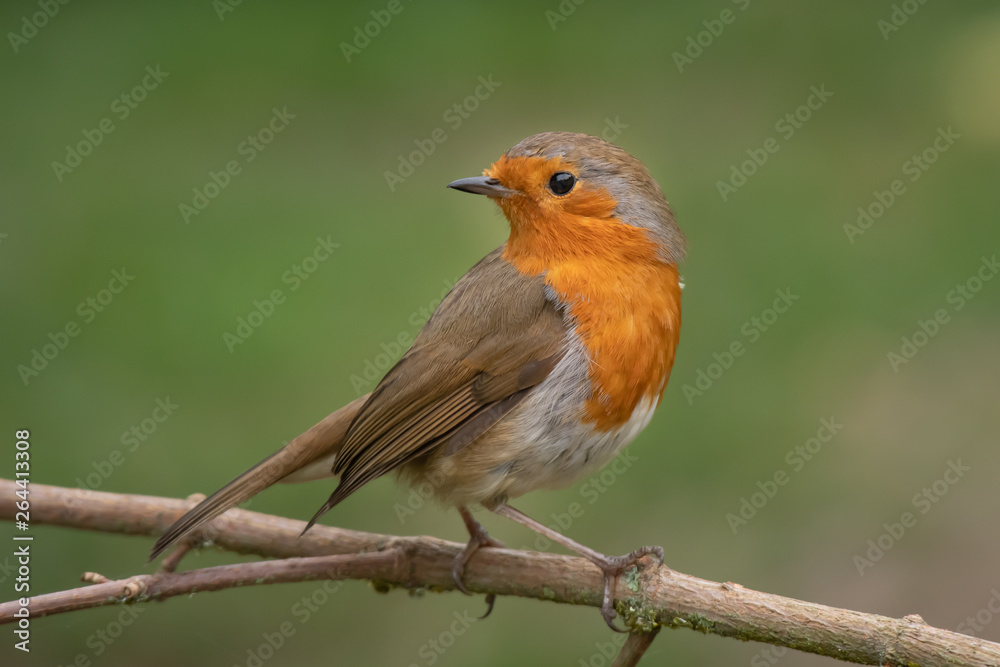 Aufkleber a close portrait of a robin perched on a branch looking behind over its shoulder against a natural g