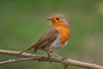 A close portrait of a robin perched on a branch looking behind over its shoulder against a natural green background