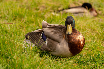 Mallard Duck