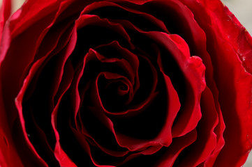 Naklejka premium red rose on black