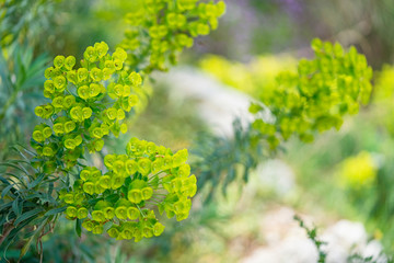 Close up of green beautiful flowers in the park.