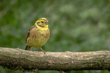 A close up portrait of a yellowhammer, Emberiza citrinella, perched on an old fallen log with a natural background