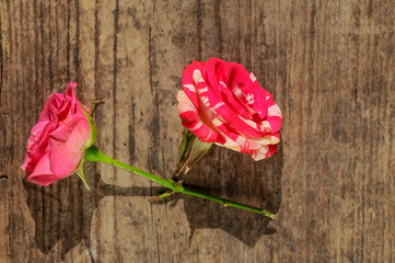 red roses on wooden background