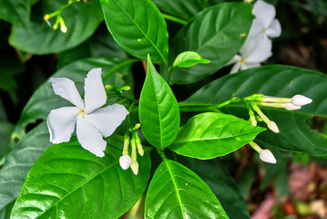 flower in the garden