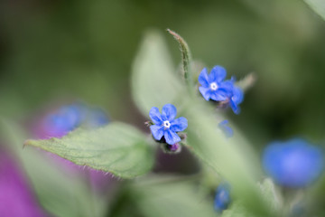 Obraz na płótnie Canvas blue spring flowers in the garden