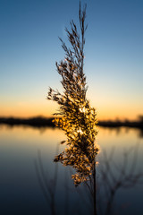 spring sun set © Konrad