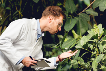 scientist in white coat and goggles examining plants in green orangery