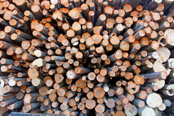 A large pile of freshly sawed tree trunks, as a result of industrial logging.