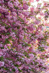 Pink cherry tree flowers 