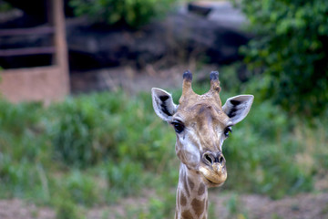 The big giraffe the forest