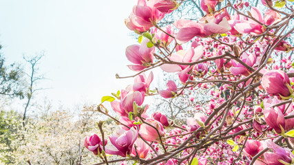 04.23.2019 - Kyiv, Ukraine. Botanical Garden in the center of the capital of Ukraine. Blooming trees, beautifull landscape
