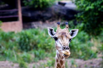 Obraz premium The big giraffe the forest