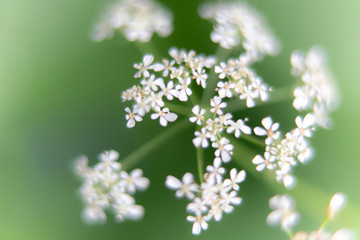 small white flowers on green background