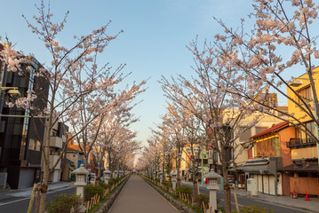 鎌倉壇葛と桜