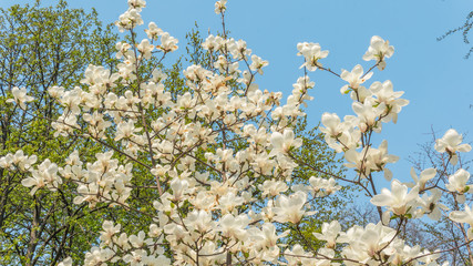 04.23.2019 - Kyiv, Ukraine. Botanical Garden in the center of the capital of Ukraine. Blooming trees, beautifull landscape
