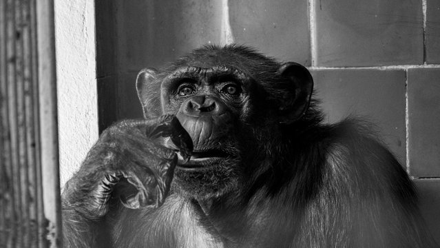 Szympans, małpa, monkey,Pan, troglodytes, Pan troglodytes