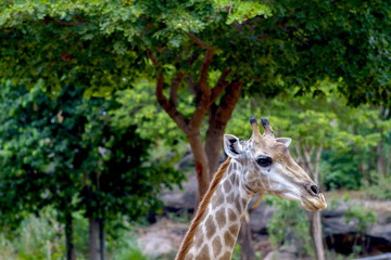Obraz premium The big giraffe the forest