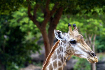 The big giraffe the forest