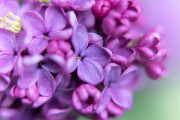 Naklejka na ściany i meble closeup of purple flower of lilac 