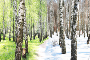 summer forest with birches with green birch leaves and winter forest with birches with white birch bark 