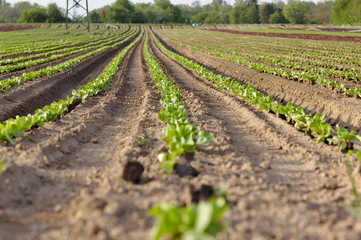 Fototapeta na wymiar Young seedlings of green and red salads in the field