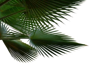 Tropical palm leaves on white isolated background for green foliage backdrop 