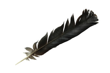 Feather On White