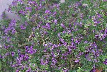 Fototapeta premium Small shrub background The surrounding small purple flowers