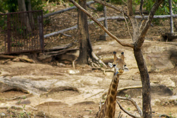 The big giraffe the forest