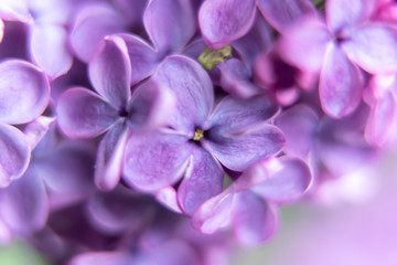 closeup of purple flower of lilac 