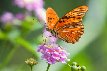 Bright butterfly Agraulis Vanillae orange sits on a purple flower on a green background. Wildlife and nature of South America.