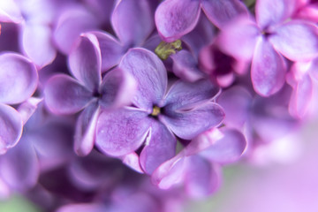 Fototapeta na wymiar closeup of purple flower of lilac 