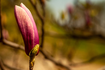 Magnolia tree blossom