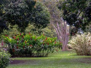 Tropical garden typical from the south of Colombia. Captured at the Andean mountains of southern Colombia.