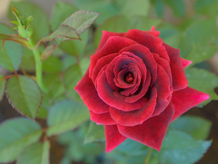 Red Rose with Leaves