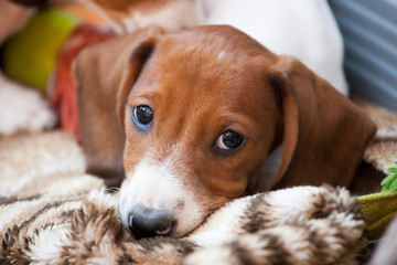 Dachshund puppy dog portrait 
