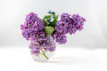 bouquet of lilac in vase isolated on white