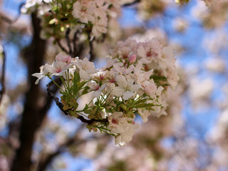 Beautiful spring composition with pink flower
