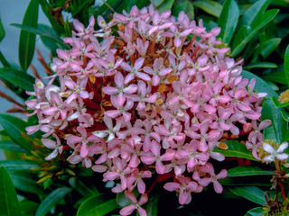 Bouquet of beautiful tiny exotic pink ixora flowers. Captured at the Andean mountains of southern Colombia.