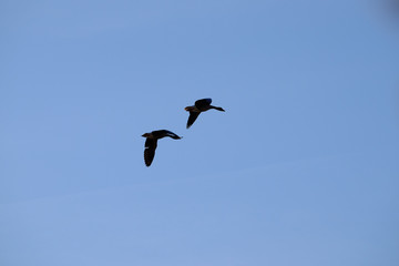 Graugänse am Himmel