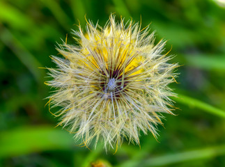 Macro photography of a yellowish dandelion seed head against the green grass. Captured at the Andean mountains of central Colombia.