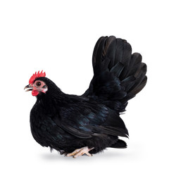 Black dwarf chicken / rooster, sitting side ways. Isolated on white background. Beak little open.