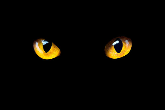 Orange cat eyes glow in the dark on a black background.