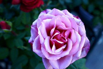 full bloom rose colorful flower