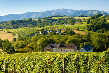 Fototapeta na wymiar vineyard, Jurancon, France