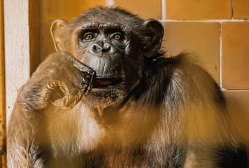 Szympans, małpa, monkey,Pan, troglodytes, Pan troglodytes © Dreamnordno
