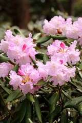 ツクシシャクナゲ