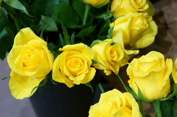 full bloom rose colorful flower