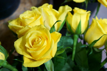 full bloom rose colorful flower